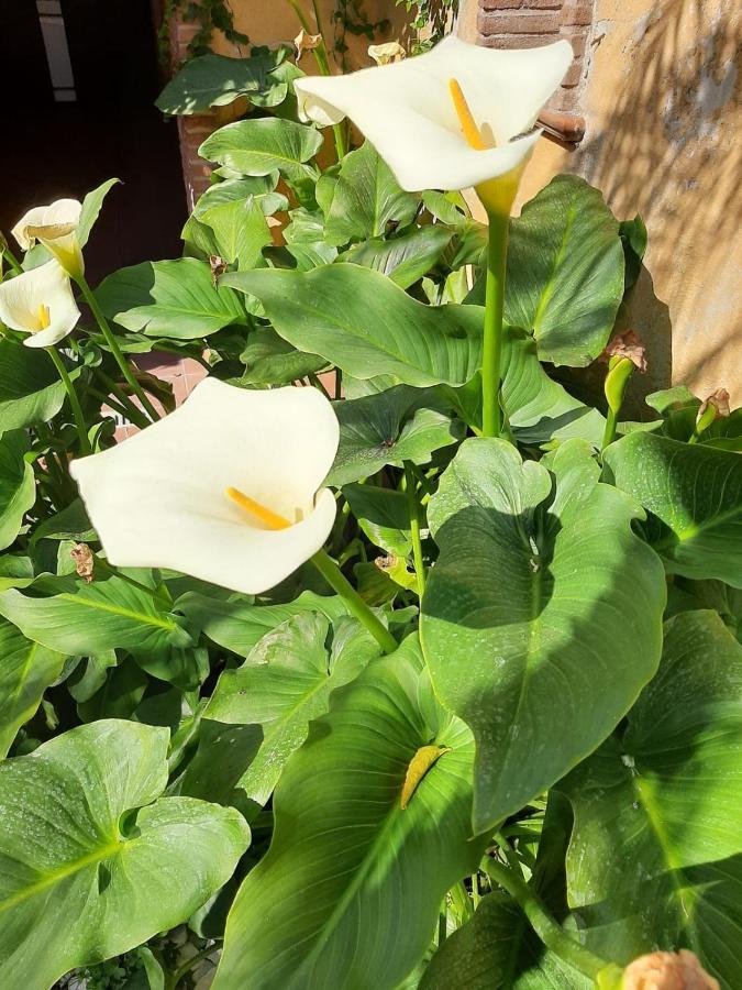 Il Giardino Sul Corso Apartment Скафати Екстериор снимка